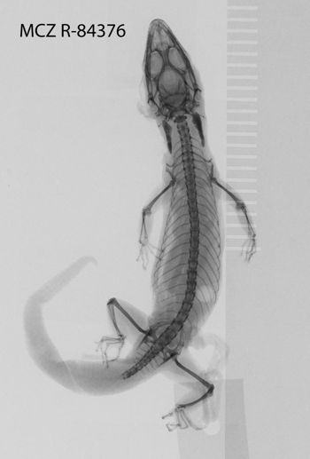Media type: image; Herpetology R-84376